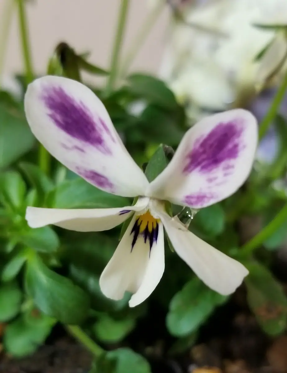 至福のうさぎ 幸せを呼ぶ白うさぎだ「花に？誘われて2」のアルバム