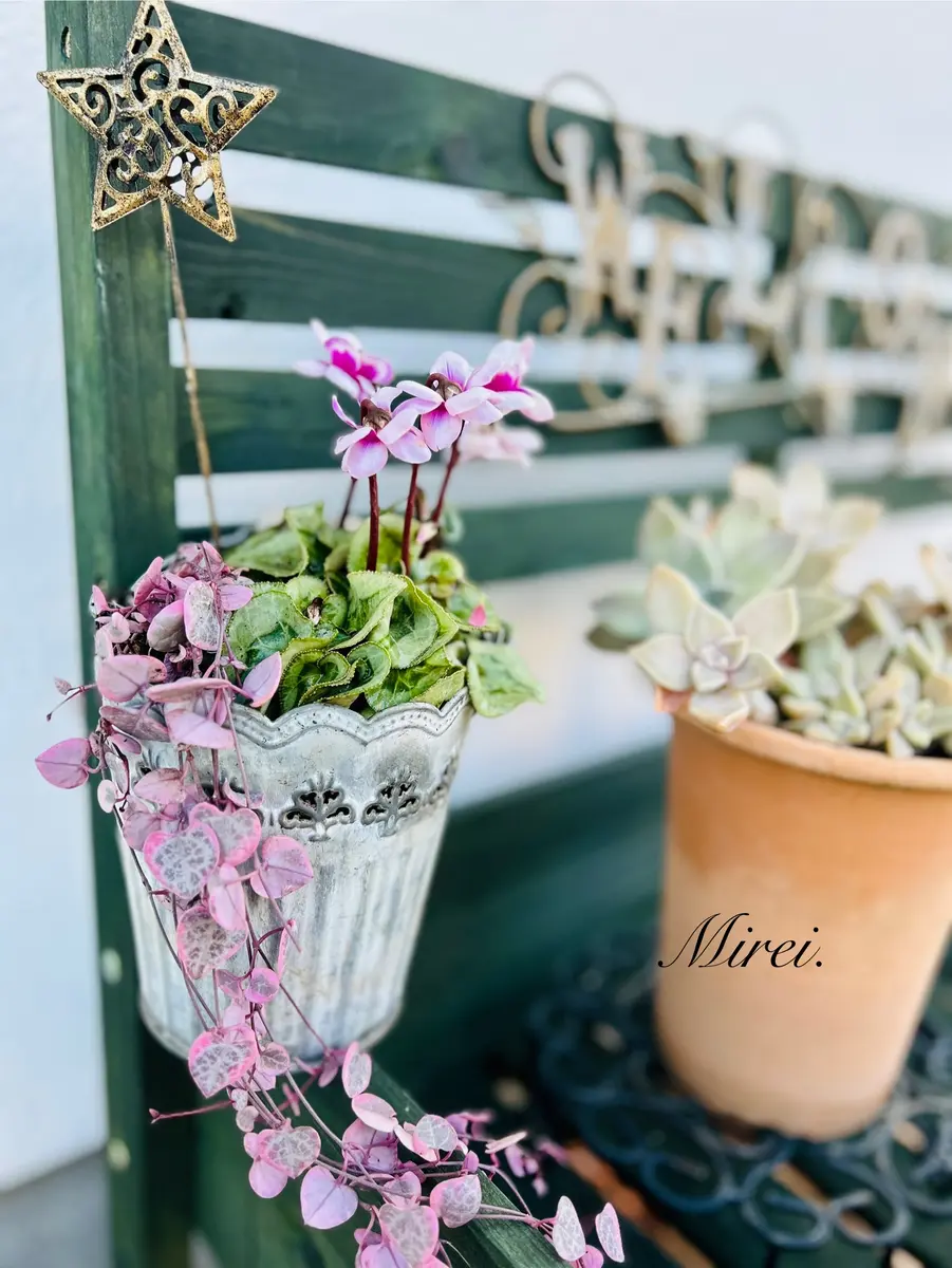玄関先明るい色のシクラメンとハートカ「寄植え」のアルバム