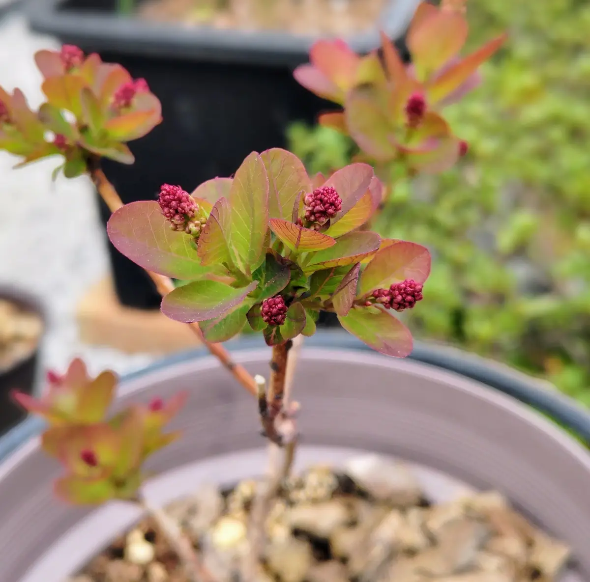 矮性スモークツリー「リトルルビー」で「私の庭のお花たち🌱」の