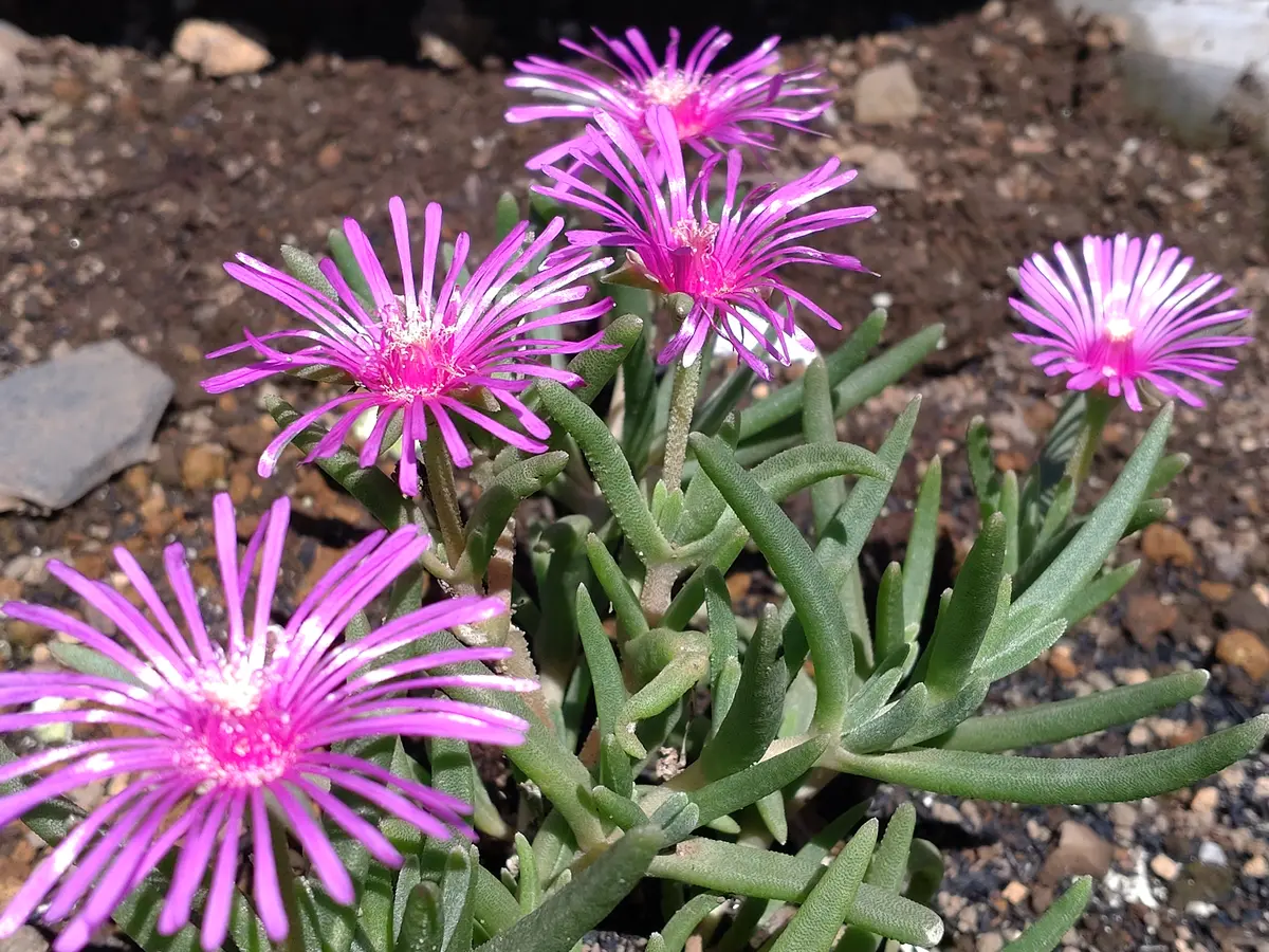 松葉菊いっぱい♪ 松葉菊いっぱい♪ 【公式通販】