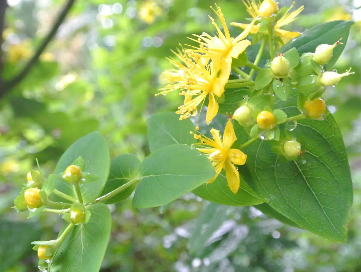 ヒペリカム。花も美しいのですが、どち「とりあえず、6月の庭」の