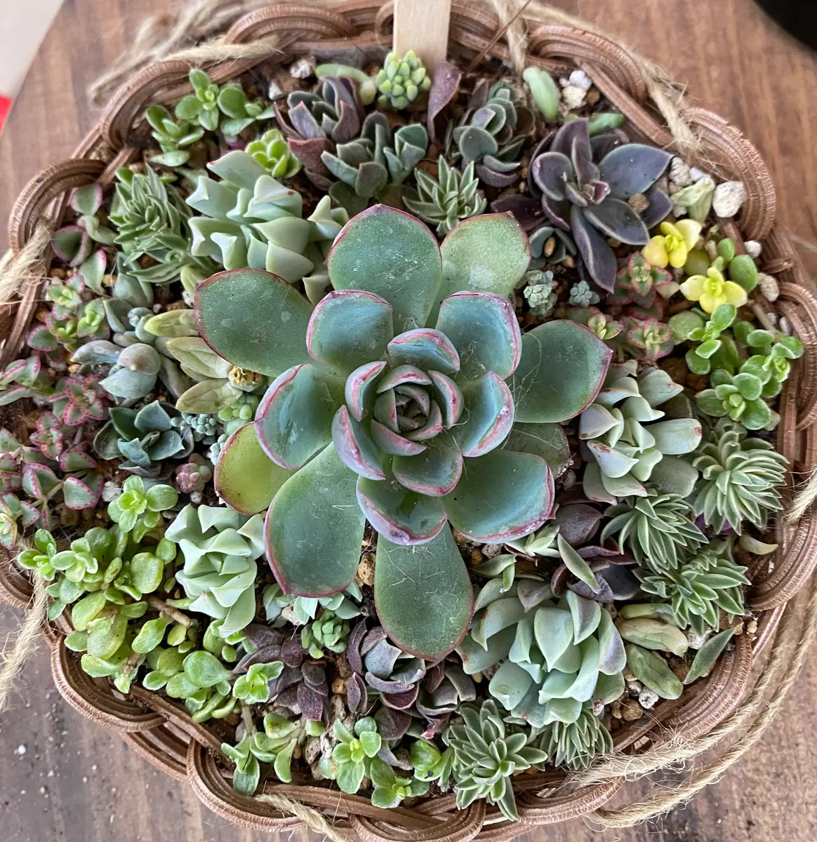 2024/03/25プリドニス 寄せ植えダイ「多肉・サボテン 記録用」の