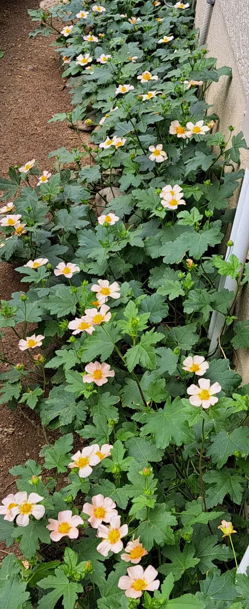 マルバストラムの写真-みんなの趣味の園芸2228384