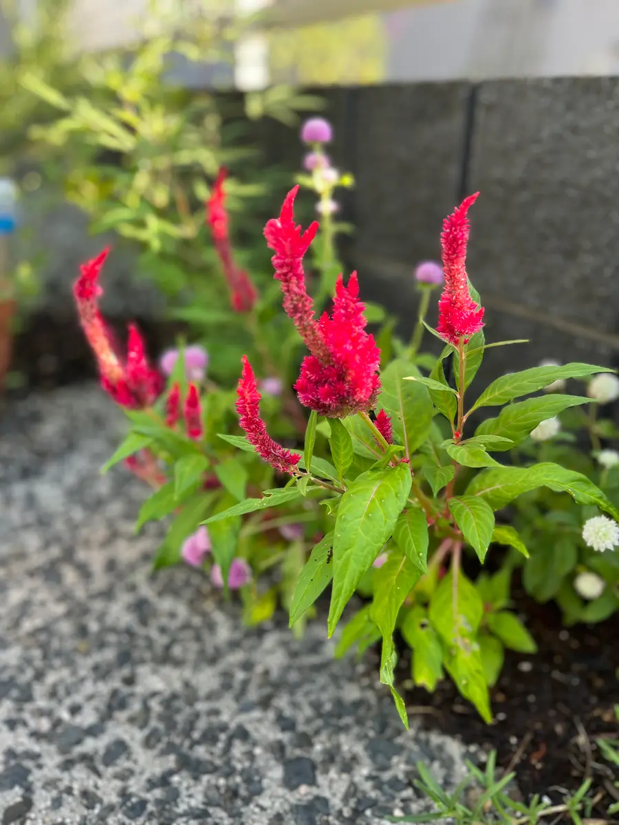 千日紅と寄せ植えしたケイトウのボーダ「秋を知らせる花」の