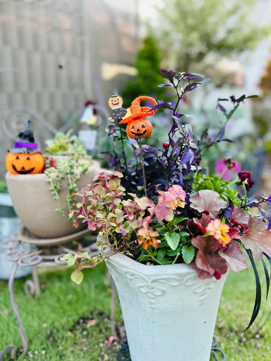 ハロウィン🎃寄せ植えヒューケラビオ「寄植え」のアルバム-みんなの
