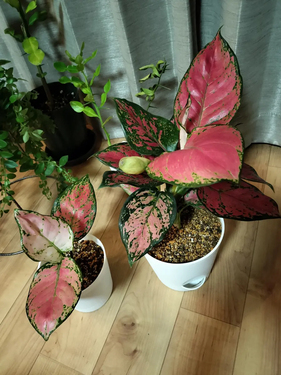 12500⤵️♧❇カラフルなアグラオネマ5品種セット販売です。 アグラオネマの写真-みんなの趣味の園芸2046730