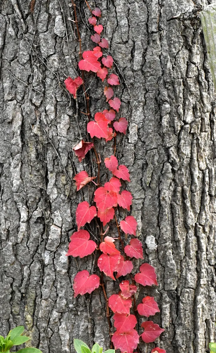 蔦・紅葉「撮影2023.10～12」のアルバム-みんなの趣味の園芸2085386