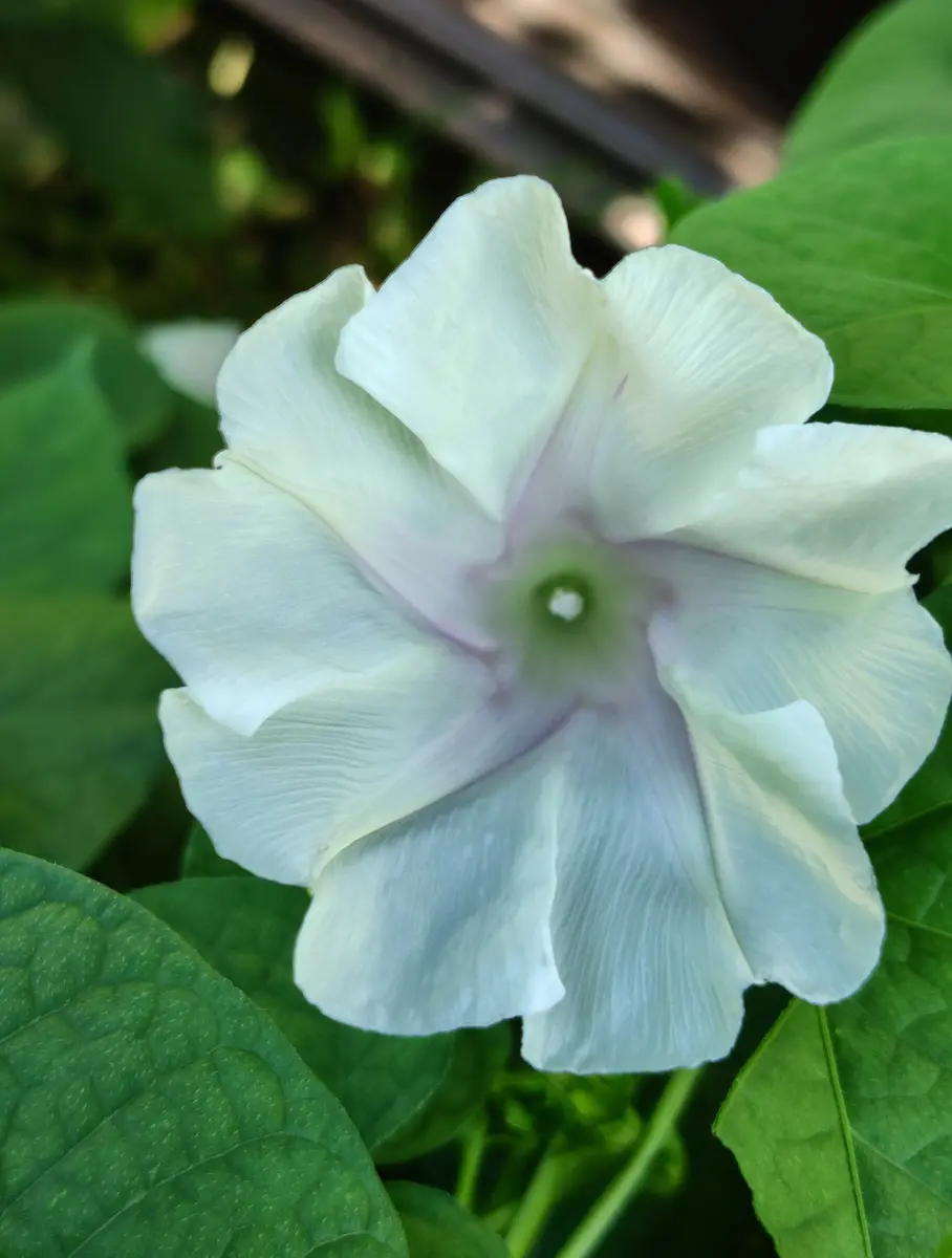 江戸風情 あさがお 朝顔 5苗 楽天市場】あさがお 江戸 風情 種の通販