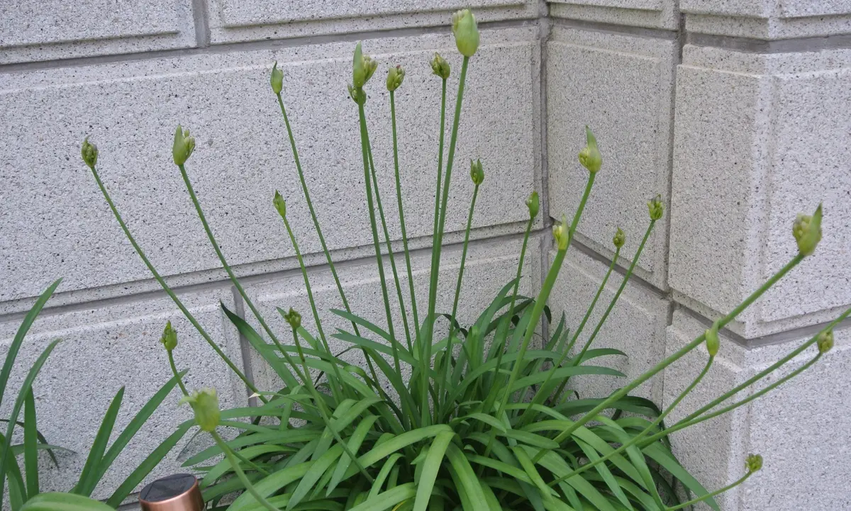 アガパンサス、矮性種。もうすぐ開花で「パープルガーデン？」の