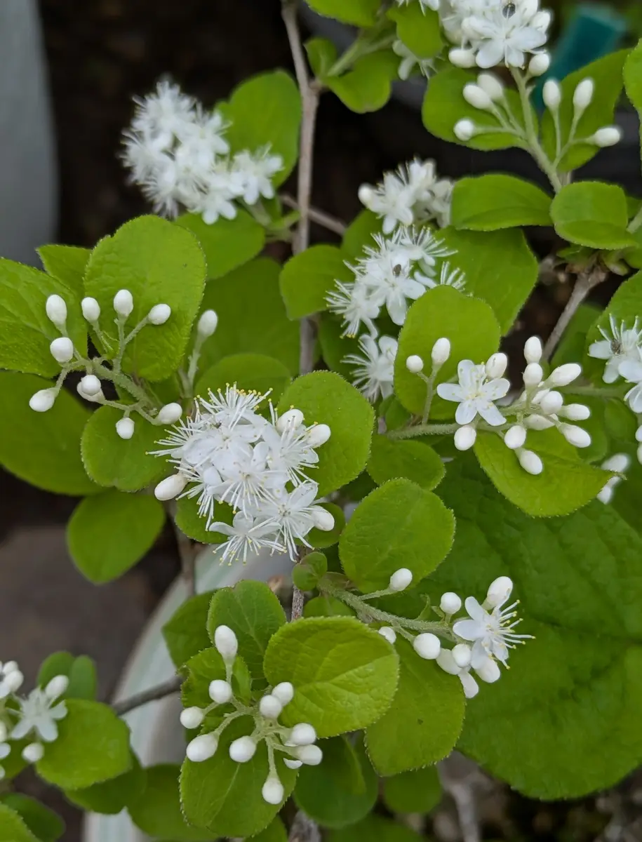 サワフタギ秋に瑠璃色の美しい実を付け「木の花」のアルバム
