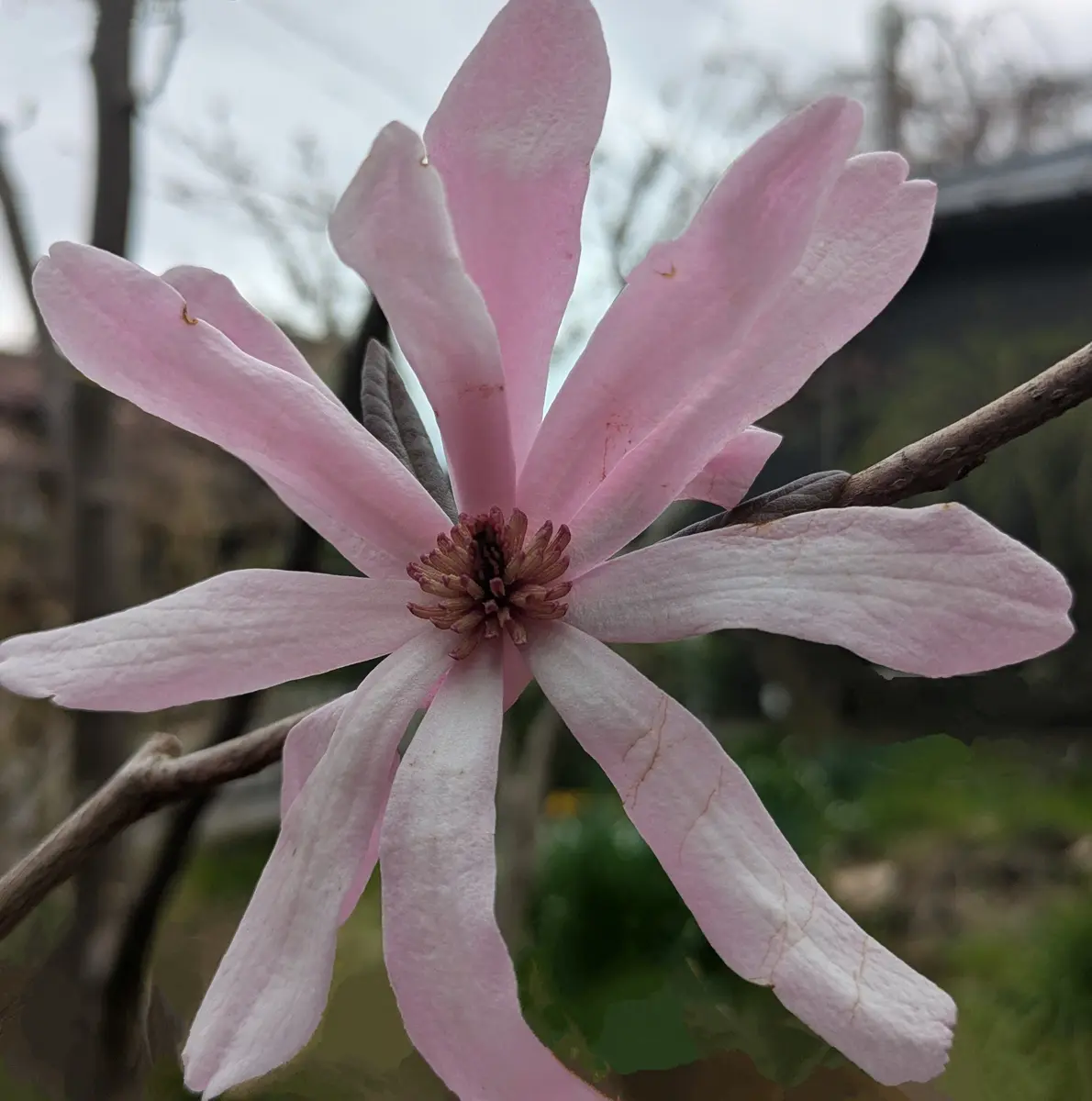 シデコブシの園芸品種ヒメコブシのピン「木の花」のアルバム