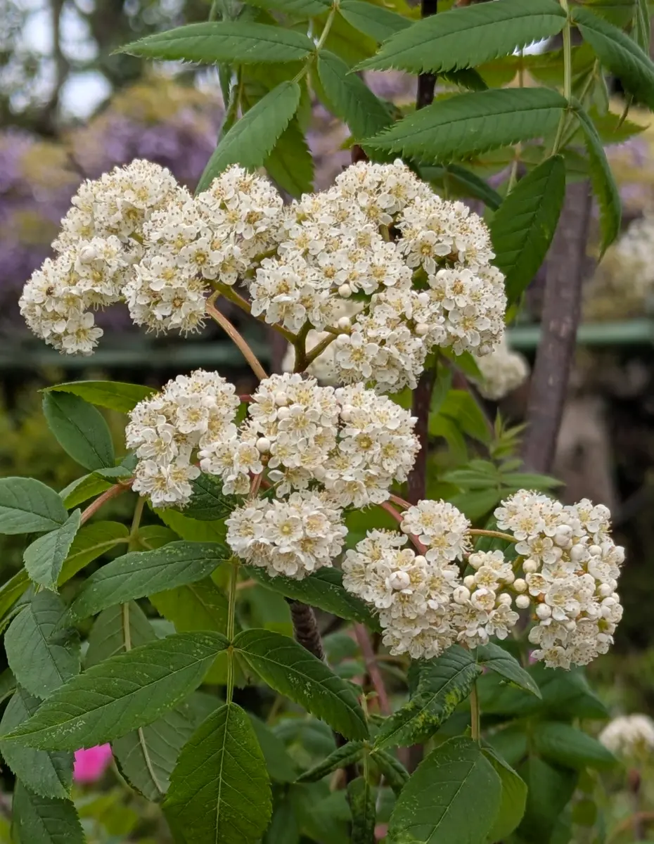 ナナカマドの花「木の花」のアルバム-みんなの趣味の園芸2654633