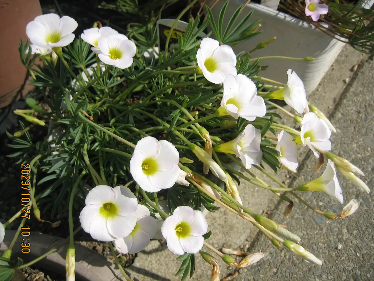 お花 昭和記念公園の入口あたり おもしろい植栽ですね！ #立川 #昭和記念