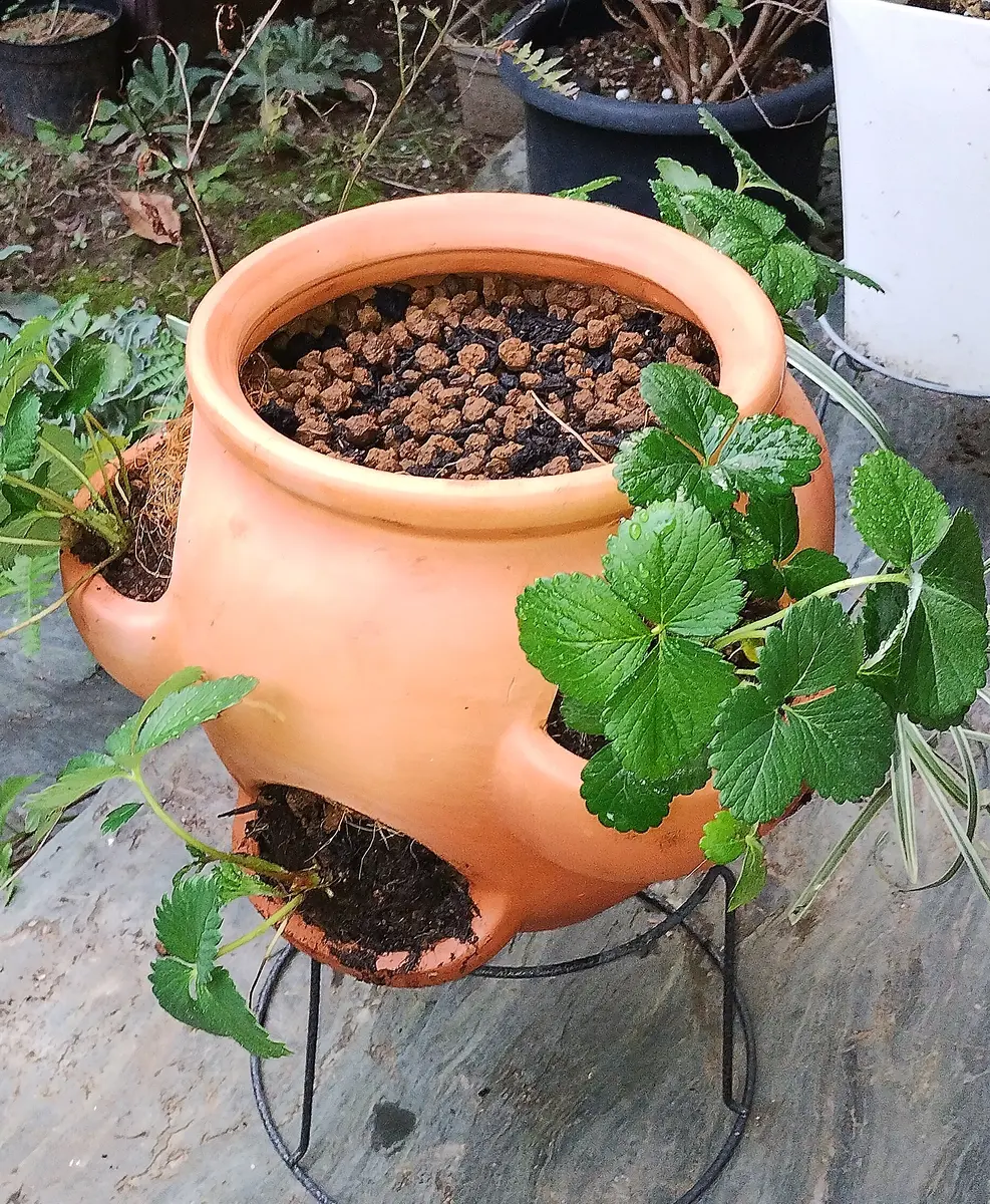 コメリで買ったのは〜ストロベリーポッ「園芸店日記」のアルバム
