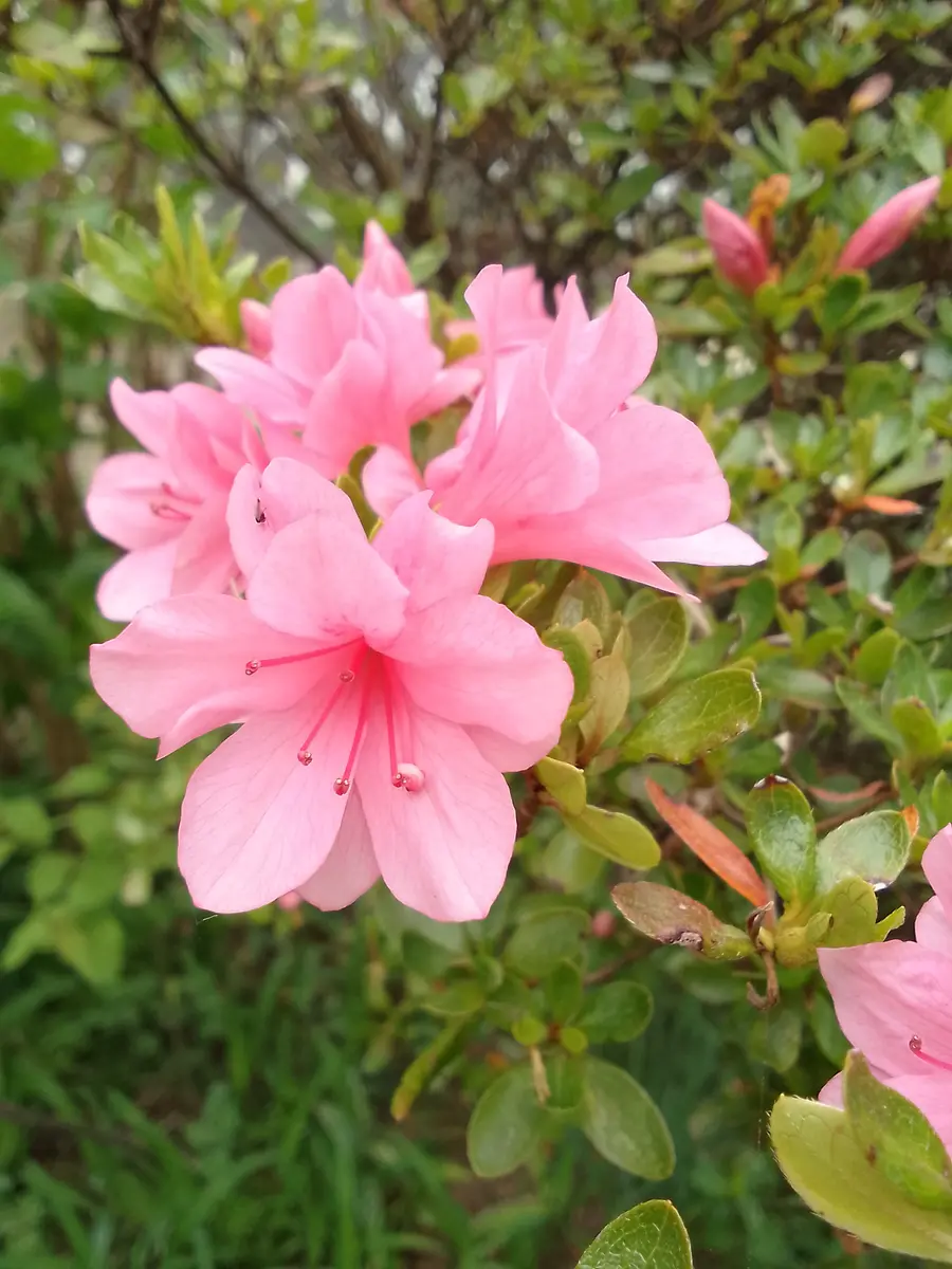 ピンクのキリシマツツジが咲いてきまし「庭のいろいろ🎵」の