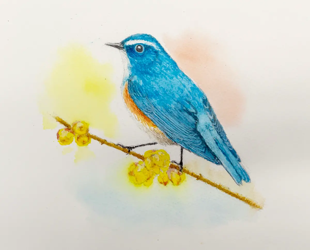 水彩画原画 野鳥 ルリビタキ 31cm角 額なし 水彩イラスト 春の