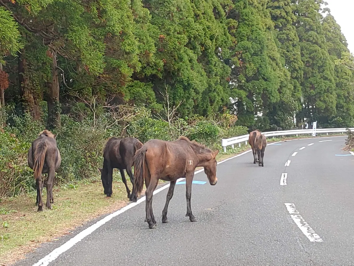 宮崎県都井岬（といみさき）の野生馬の...「お出かけ・旅先」の 
