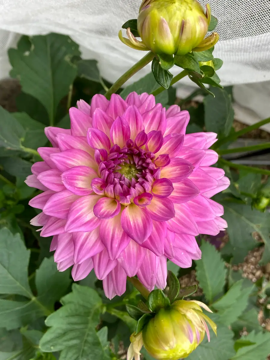 華金剛ダリア好きなピンク、花姿とも綺「球根の花」のアルバム