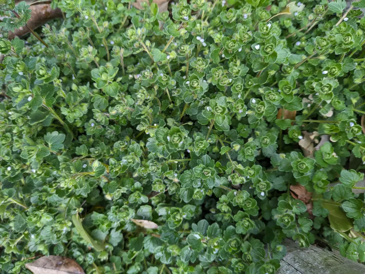 img_cache_a_65151_4_1709173091