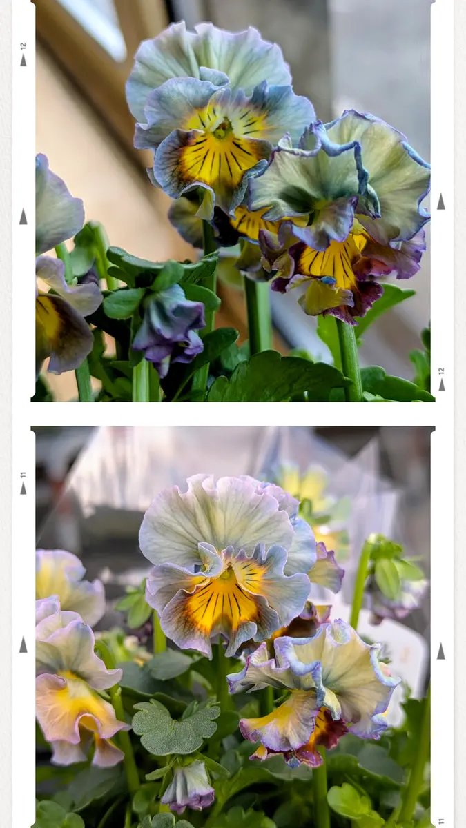 アイクルール今年は諦めてたのに、この「花日和」のアルバム