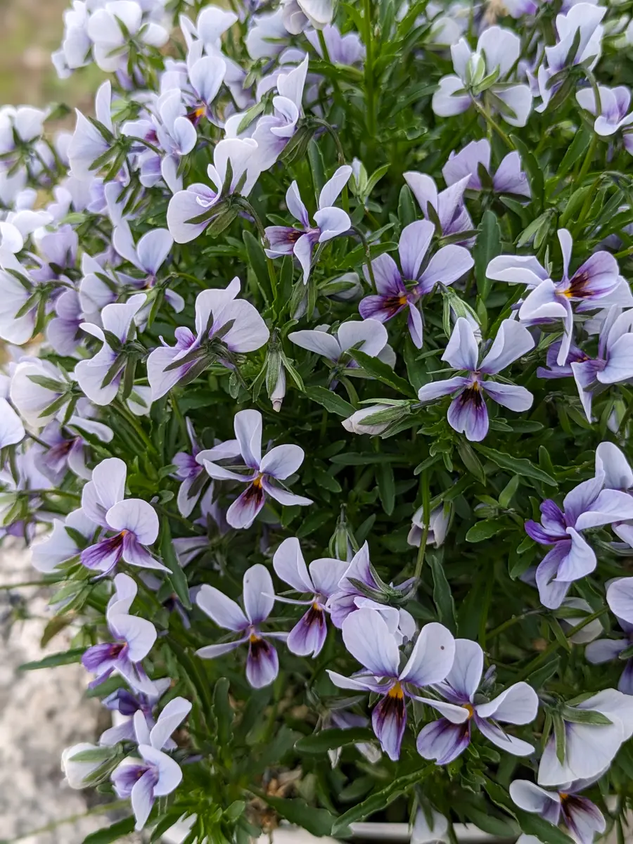 神戸べっぴんさんブルージャスミン暖か「神戸ビオラ」のアルバム