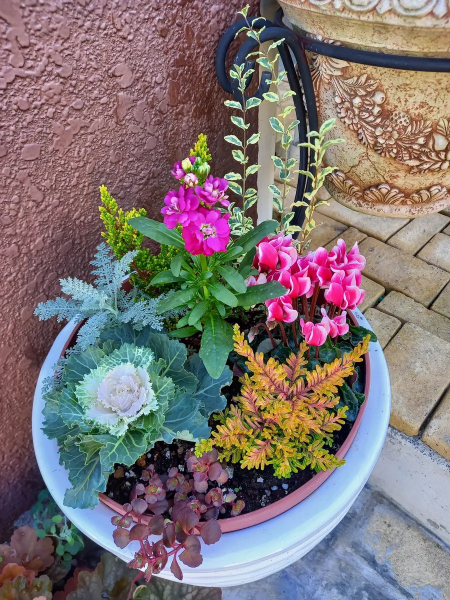 ガーデンシクラメンとストック「玄関前の寄せ植え」のアルバム