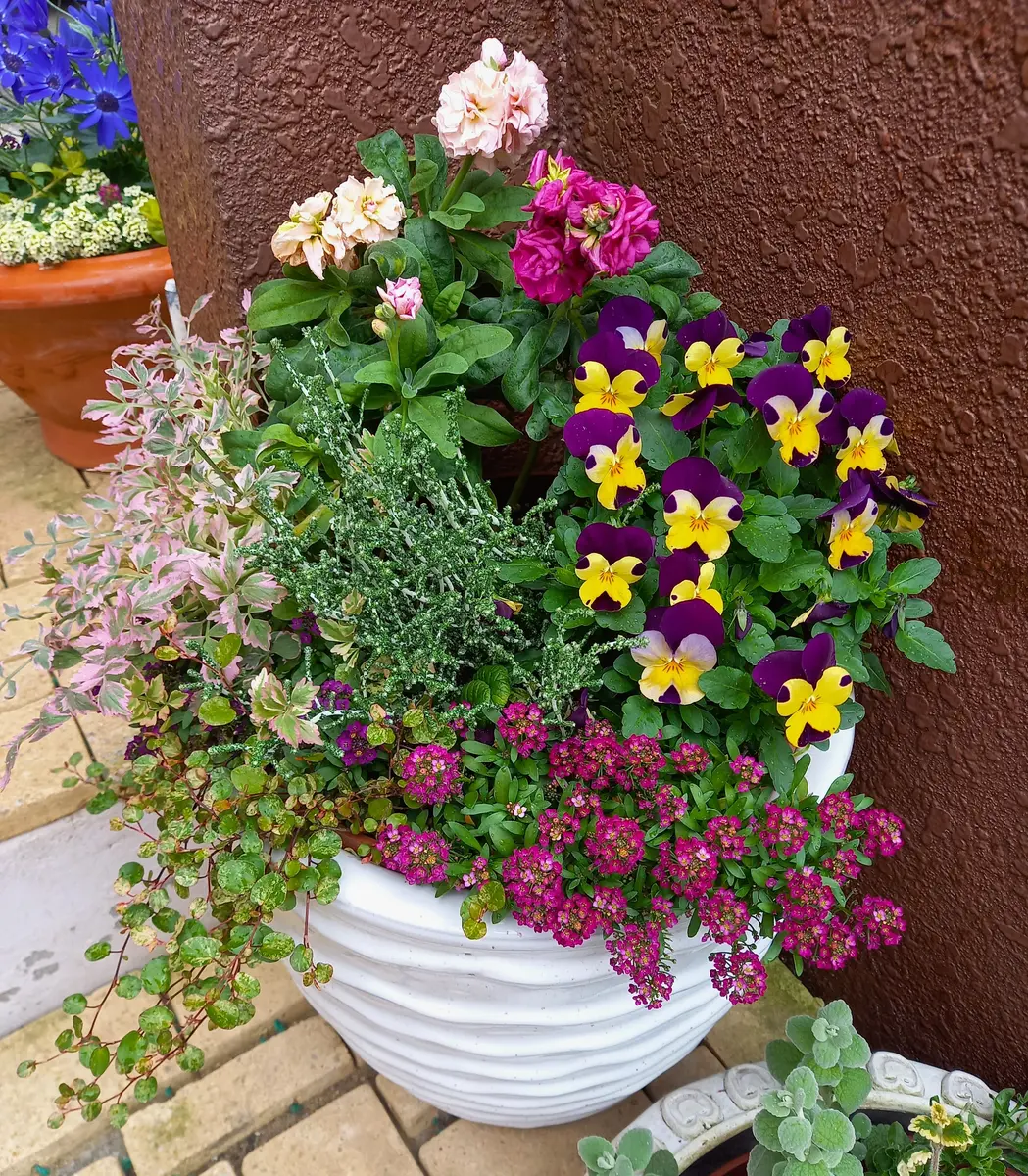 ストックビオラワイヤープランツプラ「玄関前の寄せ植え」の