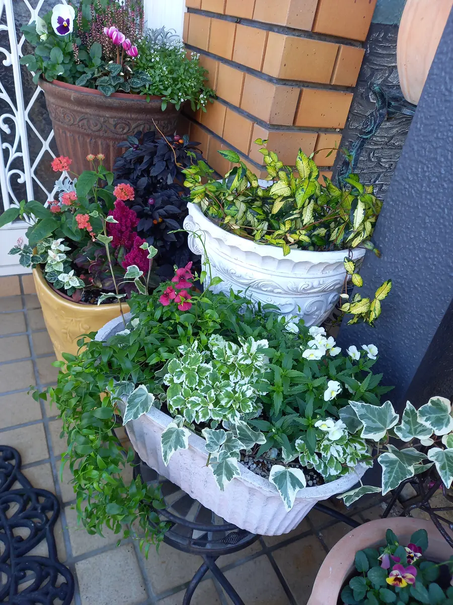 ネメシア・もふもふ レッドとホワイト「玄関前の寄せ植え」の