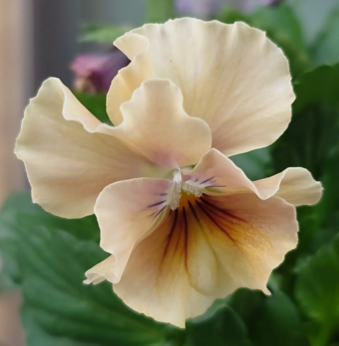 ㉟ビオラ「パステルフリル」。3色の寄「パンジー・ビオラ（購入苗