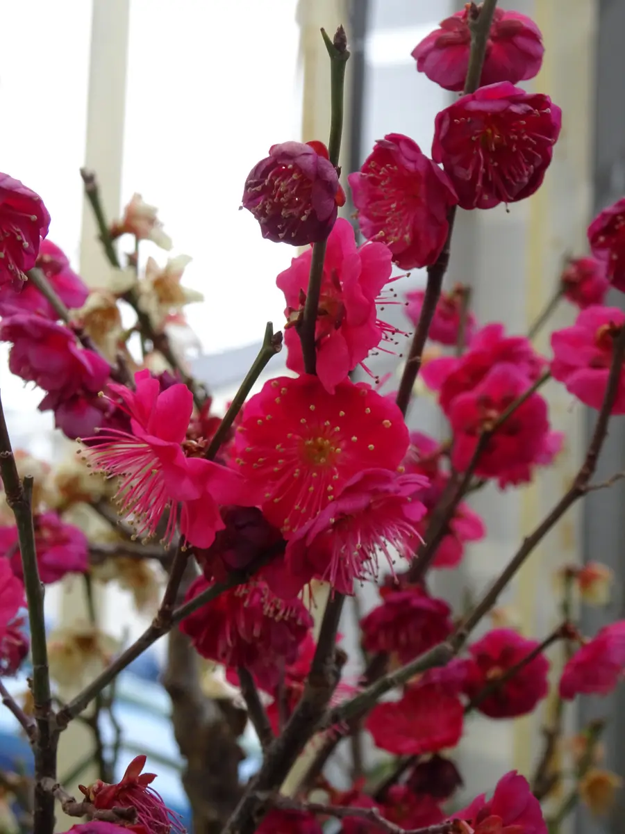 梅(鹿児島紅) [模様木] 中品盆栽 楽天市場】鹿児島紅梅 盆栽の通販