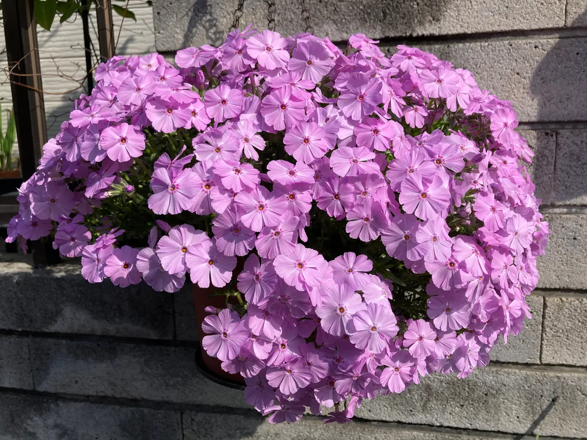 芝桜（シバザクラ）大輪：シャイニングピンク3.5号ポット の通販