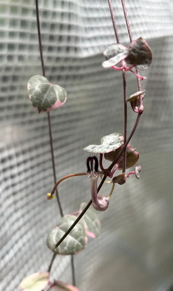 斑入りハートカズラのお花が咲いていま「③庭の花 2023.10.25〜」の