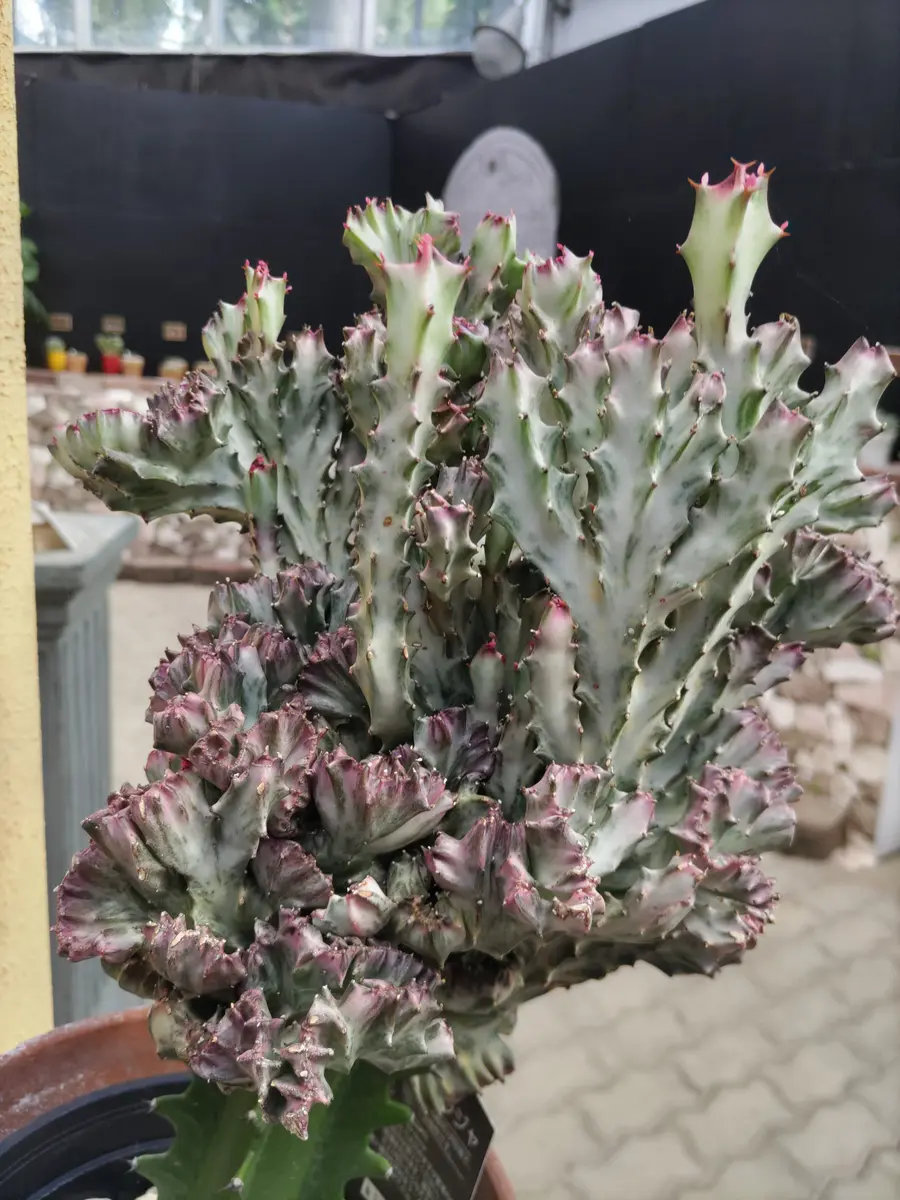 宝石のような観葉植物のお店 【Jewelry Plant】 ユーフォルビア