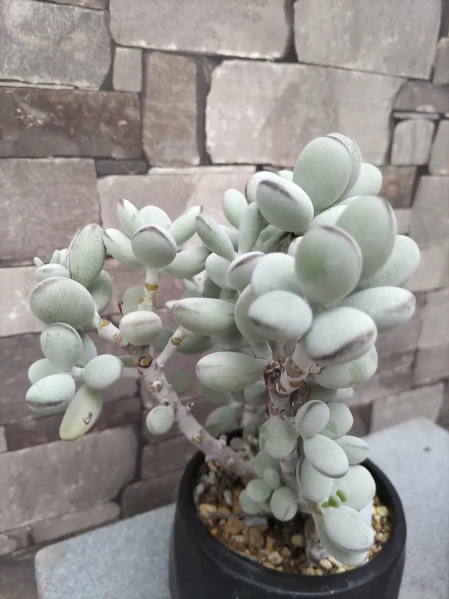 コチレドン属 だるま福娘（だるまふく「魅力的な多肉植物✨🌵」の