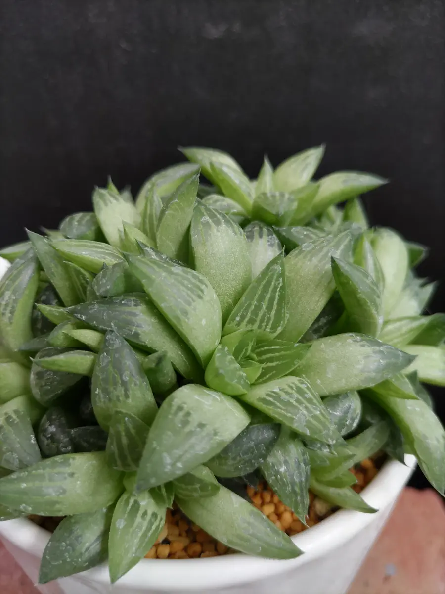 Top【選抜株】多肉植物　7367花菱 ハナビシ　10個　鉢無し/脱土 ハオルチア属 花菱（はなびし）「魅力的な多肉植物✨🌵」のアルバム