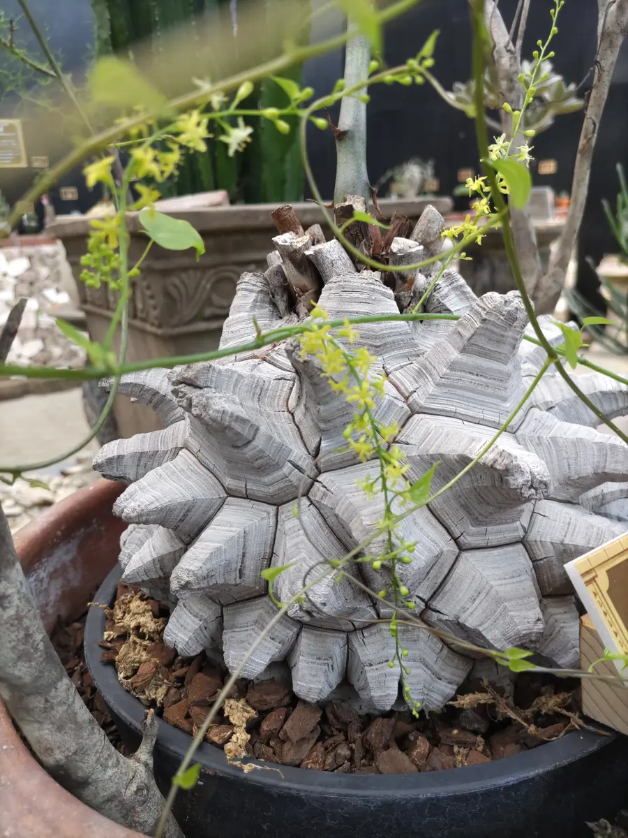 ディオスコレア属 亀甲竜（きっこうり「魅力的な多肉植物✨🌵」の