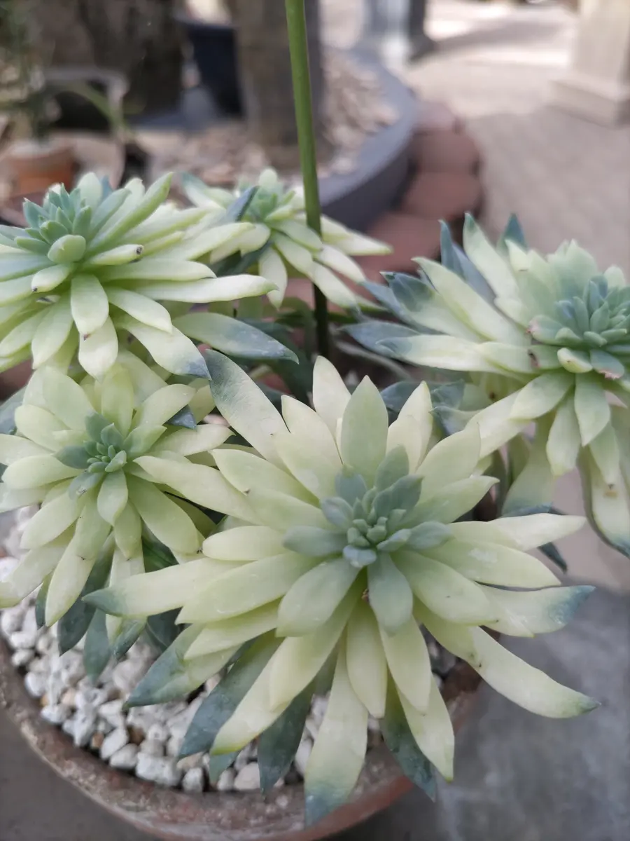 セデベリア属 ファンファーレ「魅力的な多肉植物✨🌵」の
