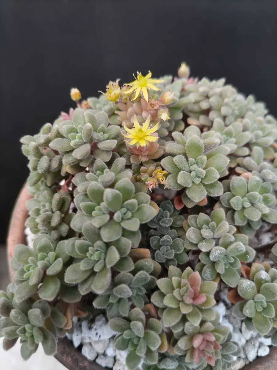アエオニウム属 トルツオーサム「魅力的な多肉植物✨🌵」のアルバム