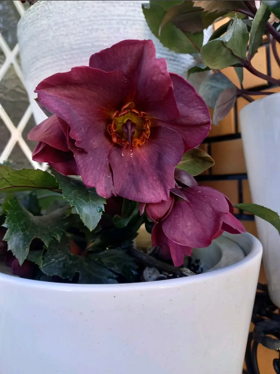 氷の薔薇 アーリーレッドクリスマスロ「クリスマスローズ」の