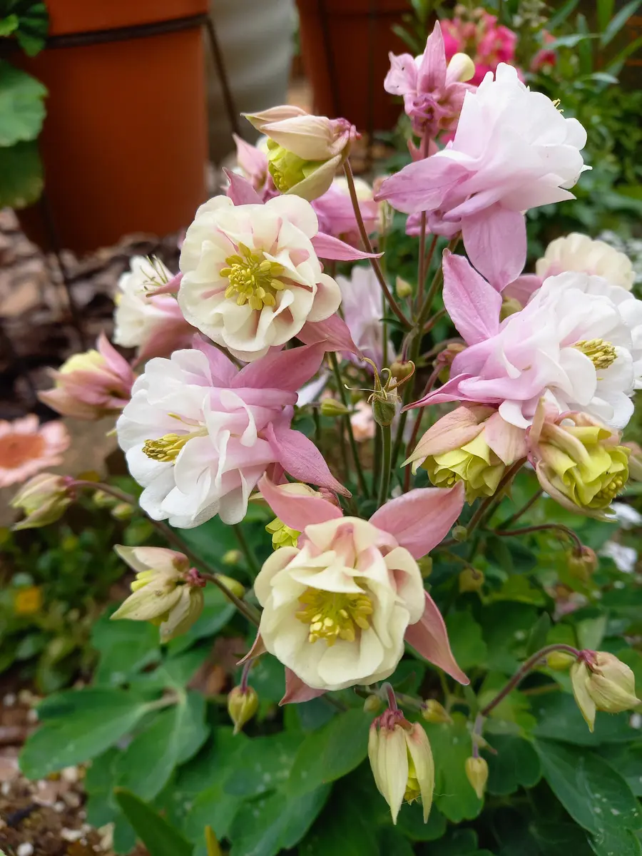 西洋オダマキ ピンク・ペチコート💞「お気に入りの植物」のアルバム