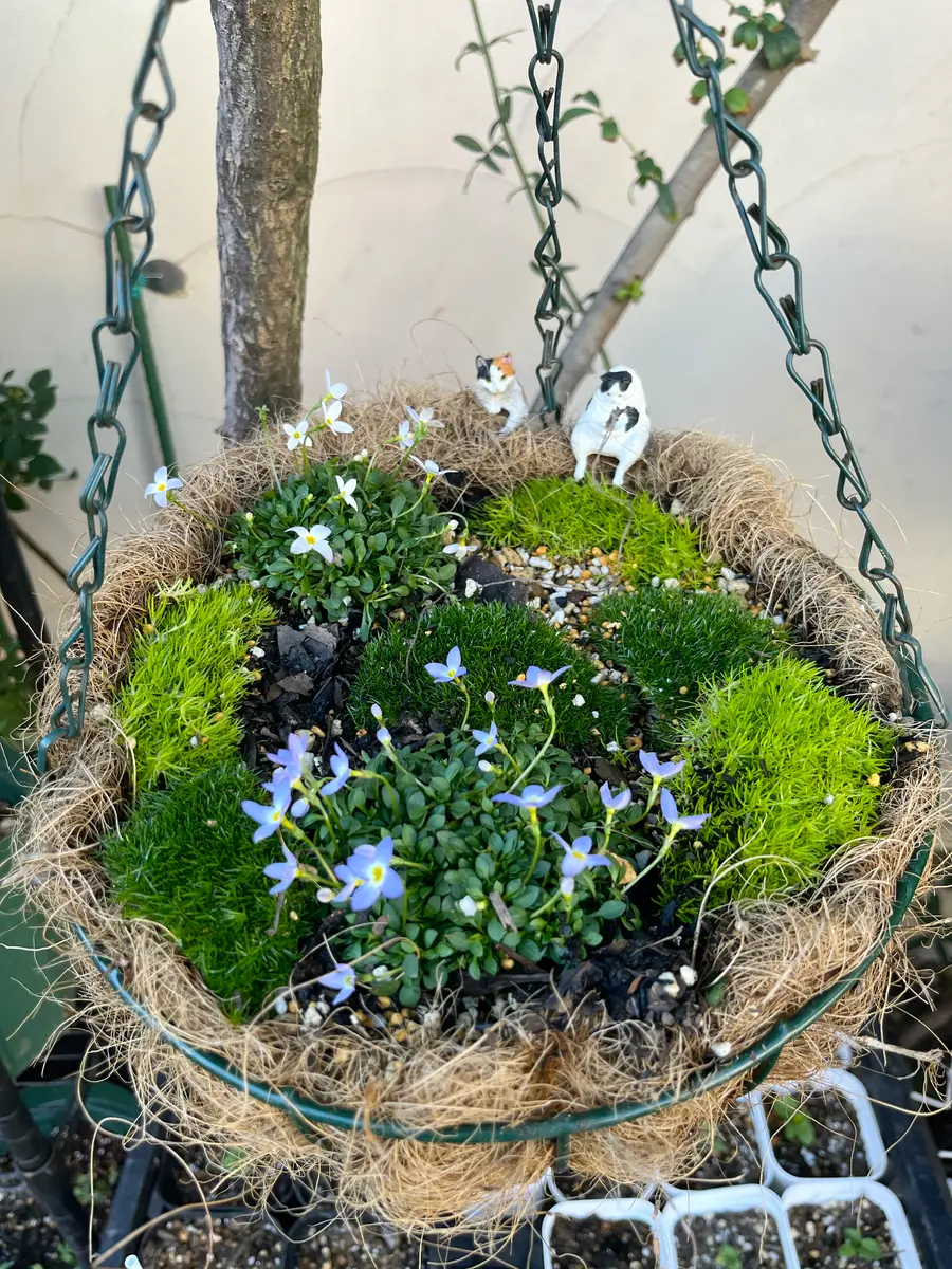 アイリッシュモスとヒナソウの寄せ植え「寄せ植え記録」のアルバム