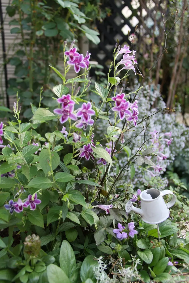 寄せ植えのアシスタシア たくさん花「My dreamgarden」のアルバム