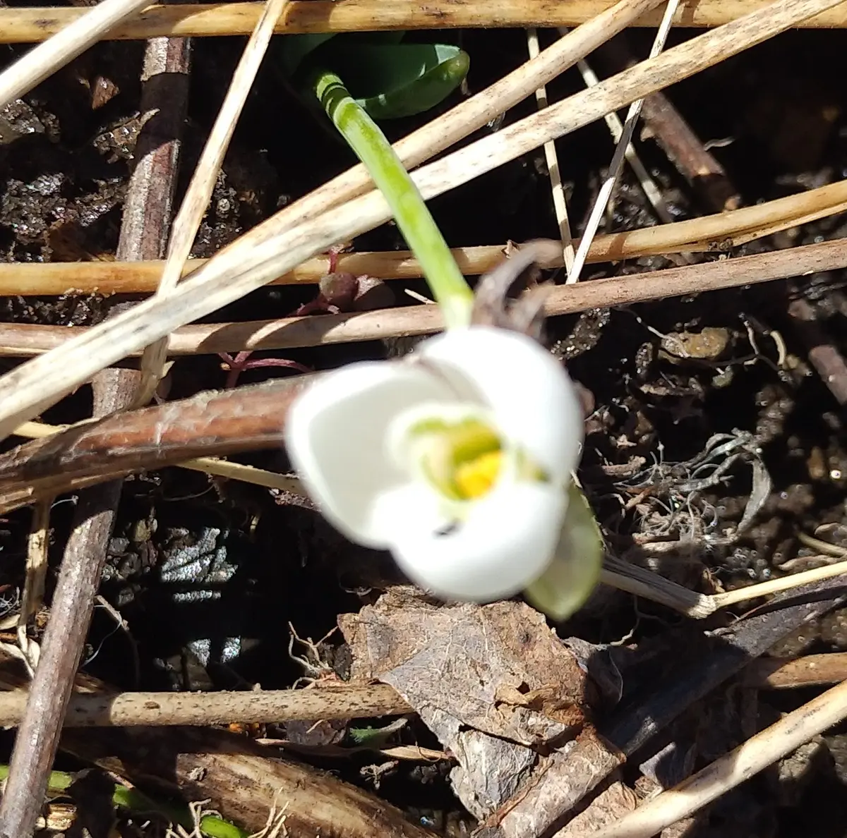 はなねこ様専用 優良良質球根 八重咲きスノードロップ30球