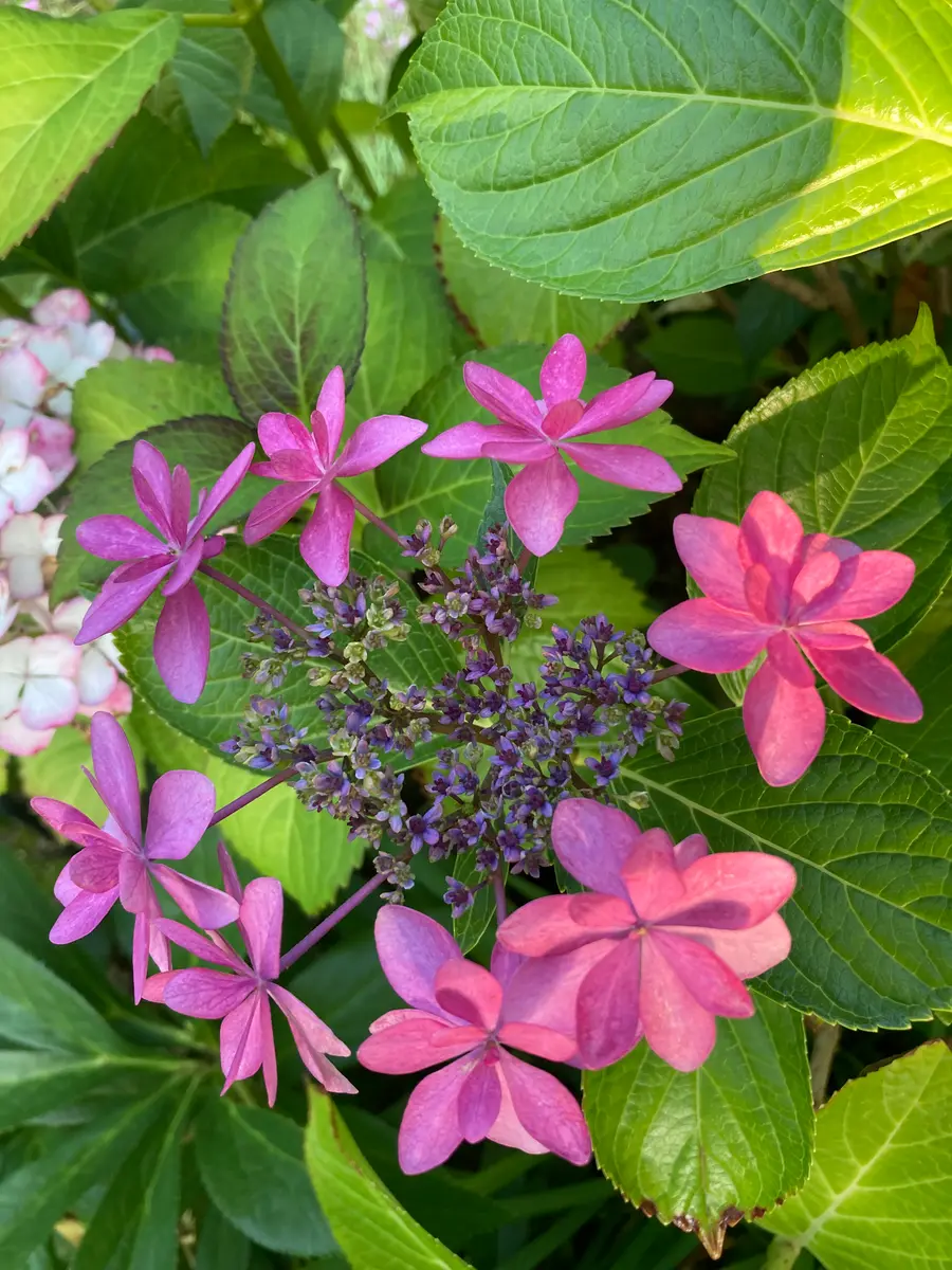 紫陽花ダンスパーティーです 狭い庭に「趣味の園芸-hisako」の