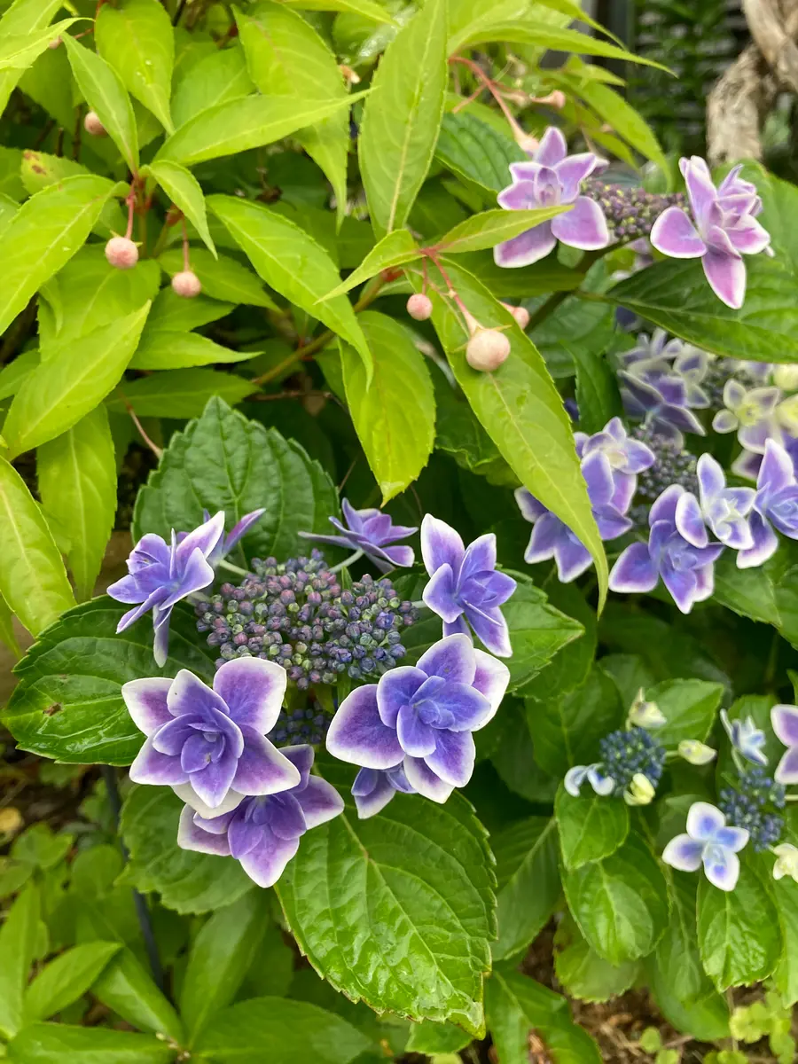 紫陽花 金平糖です 紫色に白い縁取り「趣味の園芸-hisako」の