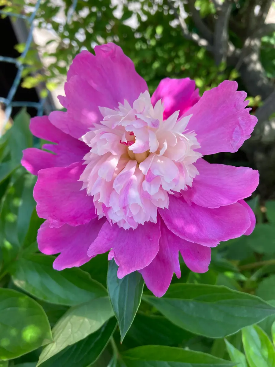 八重咲きの芍薬です たくさん増えました。「趣味の園芸-hisako」の