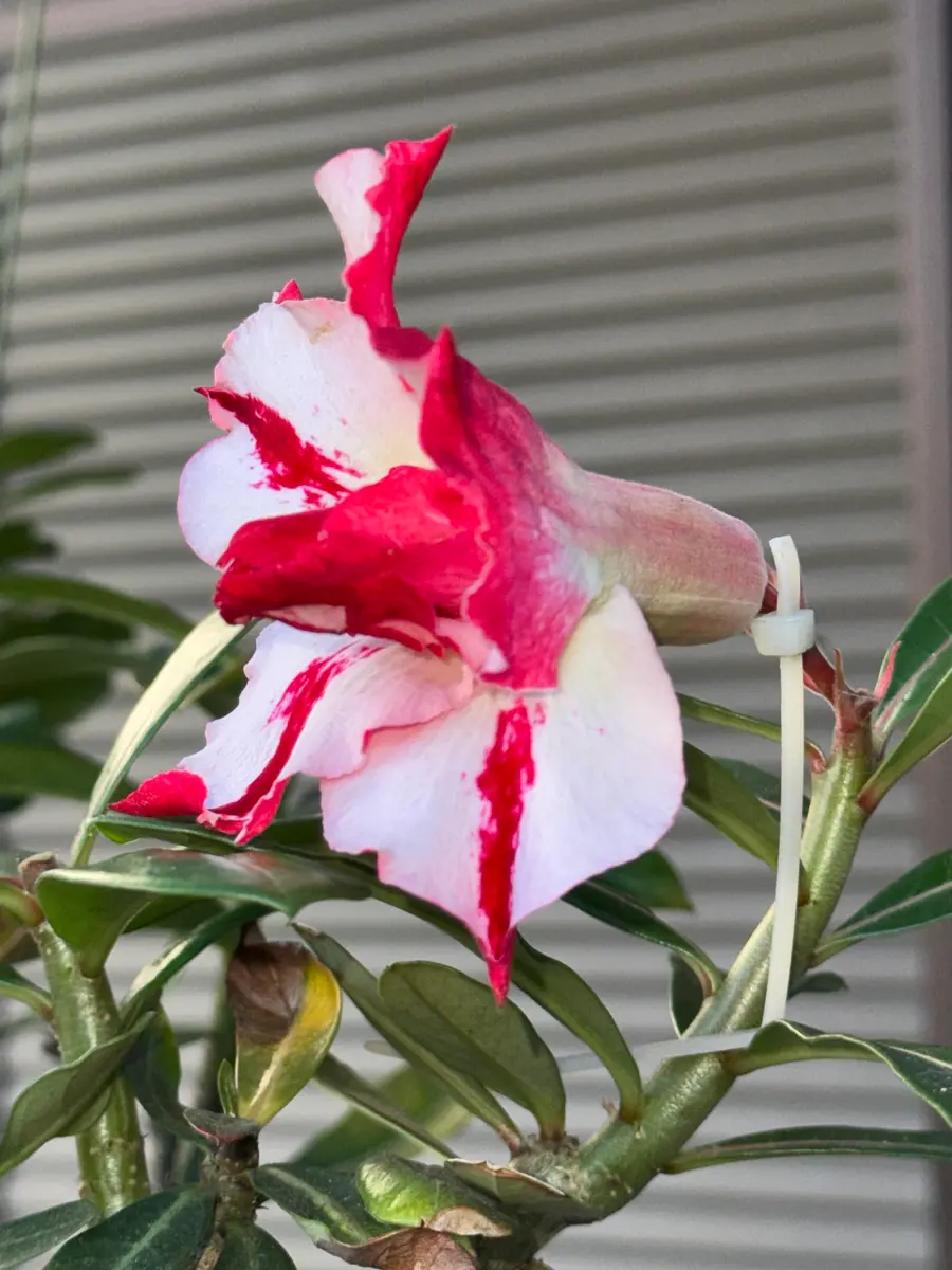 【大株】【実生株】アデニウム・ソマレンセ　砂漠の薔薇 大株】【実生株】アデニウム・ソマレンセ 砂漠の薔薇 大株