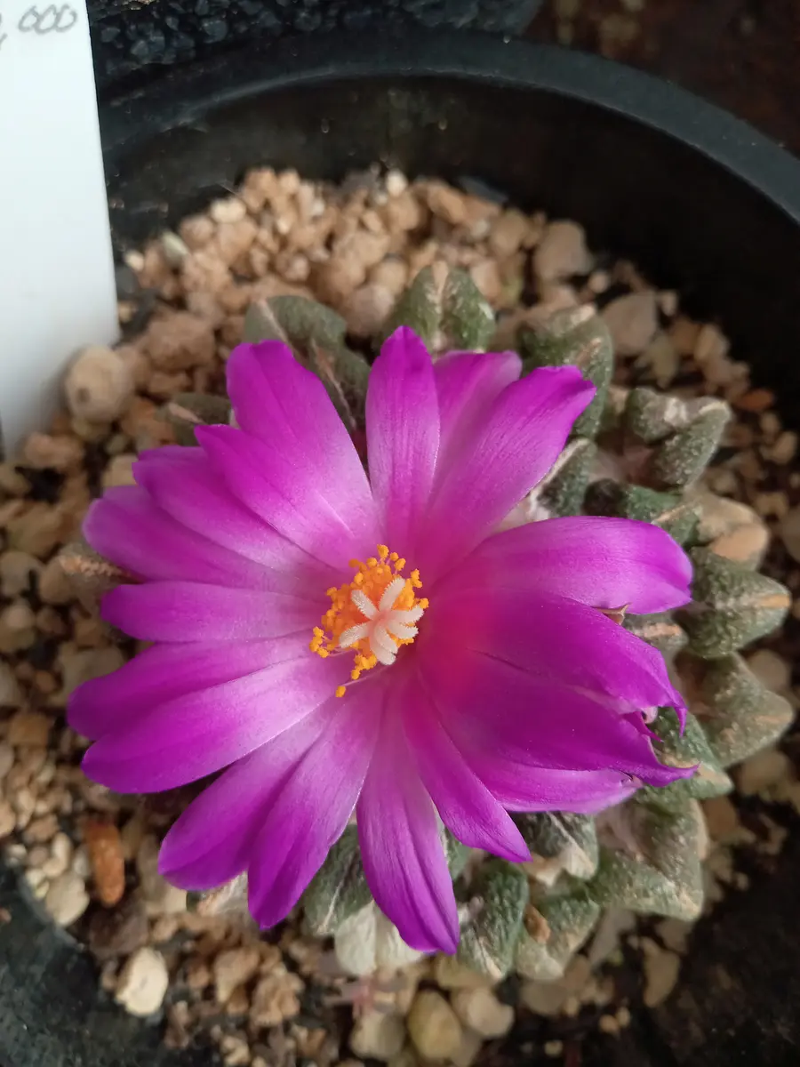 牡丹類のお花「サボテン類・多肉植物の開花」のアルバム-みんなの趣味
