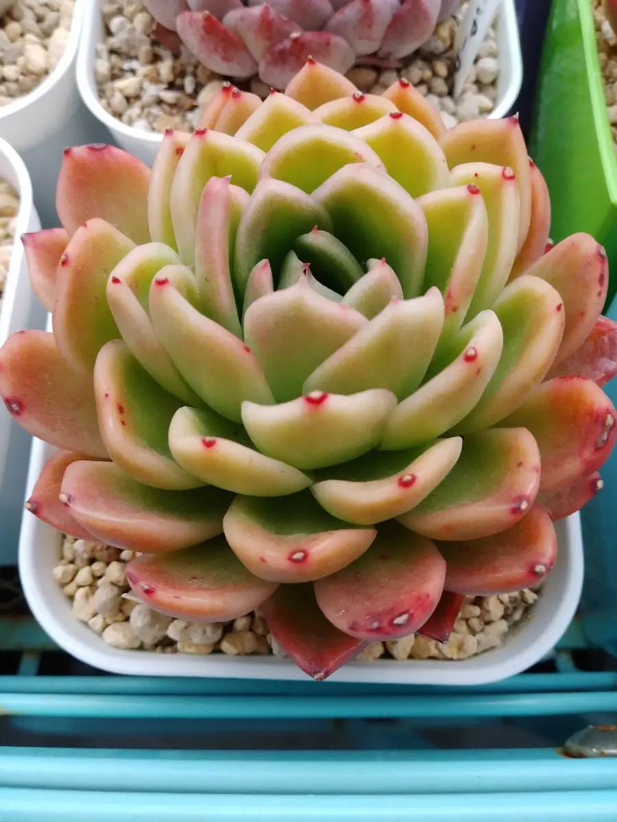 ラズアガ「多肉植物 エケベリア」のアルバム-みんなの趣味の園芸2076724