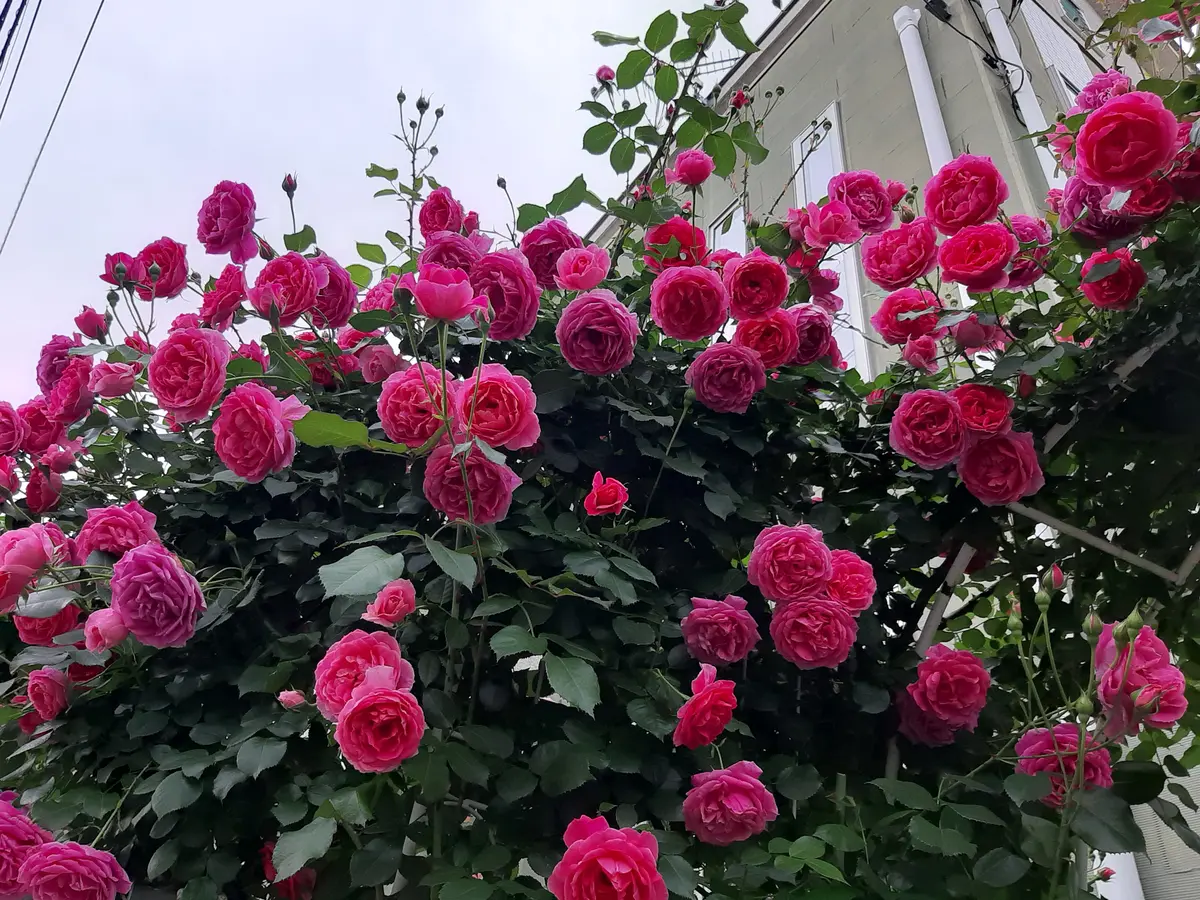 2024/5/11 つるバラ「パレード」が開花「バラ」のアルバム